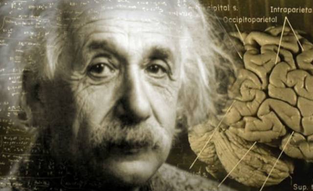 Albert Einstein brain holland township school webpage